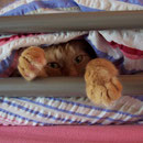 21.05.2005 - Verstecke mich heimlich in Eva's Bett ...