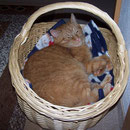 29.05.2005 - Musste raus aus dem Bett, rein ins Körbchen ...