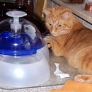 23.09.2004 - Trinken müssen Katzen viel ...
