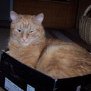16.07.2007 - Ich, der Kisten-Kater Felix ...