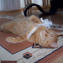 09.04.2007 - Mit dieser Schleife mache ich mich zum Geschenk ...