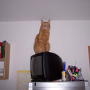 27.04.2004 - Eientlich darf ich nicht auf dem Fernseher sitzen ...