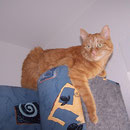 13.02.2006 - Eva's Zimmer wird gemalert. Ich lass mich dann mit reintragen, wenn alles fertig ist ...