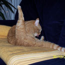 30.12.2003 - Felix wohnt seit 1 1/4 Jahr bei uns ...