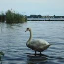 Müggelsee Bewohner