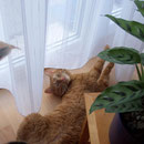 21.03.2004 - Ich siele mich gern unter der Gardine am Wohnzimmer-Fenster herum ...