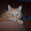 04.10.2008 - Vorn der neuen Kratztonne im Wohnzimmer kann ich alles bestens überblicken ...