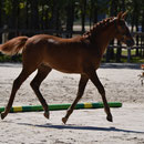 Gasolina Dance, championne de Fr des foals femelles NF 2016