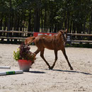 Gasolina Dance, championne de Fr des foals femelles NF 2016
