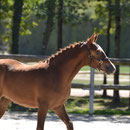 Gasolina Dance, championne de Fr des foals femelles NF 2016