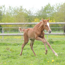 Gasolina Dance, 3 jours