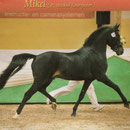 Mikel (NL) aux Pays Bas