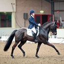 Brummerhoeve’s Pulsar H, étalon NF. 2010 : Champion des Pays Bas Z1 indoor dressage (équivalent Grand Prix), Tourne actuellement en Z2 (niveau FEI)