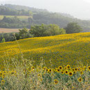 ... und im Sommer umgeben von einem Meer an Sonnenblumen