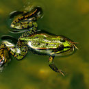 Frosch (Foto: Hans Werner Lehner)