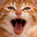 Katze (Foto: Hans Werner Lehner)