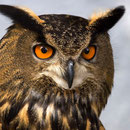Uhu (Foto: Hans Werner Lehner)