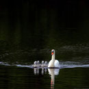 Schwan (Foto: Hans Werner Lehner)