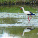 Foto: Annelies Neumann
