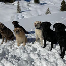Sira et ses amis- chiens sanitaires dans la neige /  Sira und ihre Freunde - Sanitätshunde im Schnee