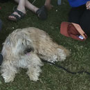 Aramis (12 J), ist das Macottchen beim Agi Cup für die deutsche Meisterschaft / Aramis (12 ans)  est la mascotte pour le cup Allemande en agility