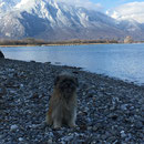 Dano au bord du Lac de Léman