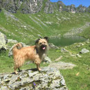 Toya Sommerwanderung beim Chüebodesee / Toya profite du rando en alpage