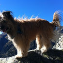 unsere Gemse Toya in Bellwald,  notre Isard Toya