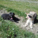 Ria avec une copine en ballade / Ria mit einer Kollegin auf dem Spaziergang