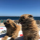 Ramon et Jolie à Palerme / Ramon und Jolie in Palermo