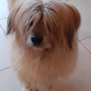 Cloony (Fynn) 13 ans / Cloony 13 Jahre alt