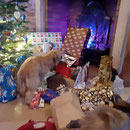 Rubis: c'est le quel mon cadeau ?    Rubis, welches Paket gehört mir?
