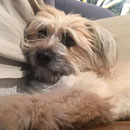 Lola