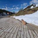 Nistos dans les pays Basques / Nistos im Baskenland