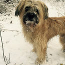 Aramis, erster Schnee in Bayern