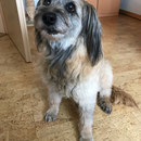 Fantasie 14 ans / 14 Jahre alt  (geschoren / tondu)