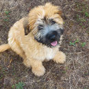 Timba