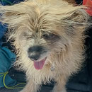 El Lobo 14.5 ans