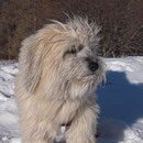 Filou 11 Jahre alt,  Filou 11 ans