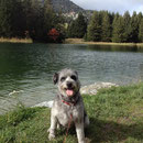 Ginger auf der Lenzerheide