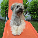 Aramis10 Jahre alt / 10 ans