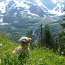 Sira auf der Alp