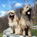 Fanouk + Happy: Saluti del Ticino