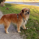 Baron, der Bruder von unserer Bahia 9 Jahre /Baron le frère de notre Bahia  9 ans