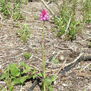 Ophrys pyramidal