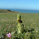 Ophrys araignée