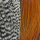 Plumas de gallo leonés