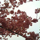 349_Hana To Yuki
