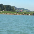 Kühe am Ifer des Forggensee