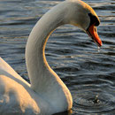 Schwan am Wasserschloss in Darfeld